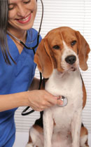 Vaccines for Dogs pic